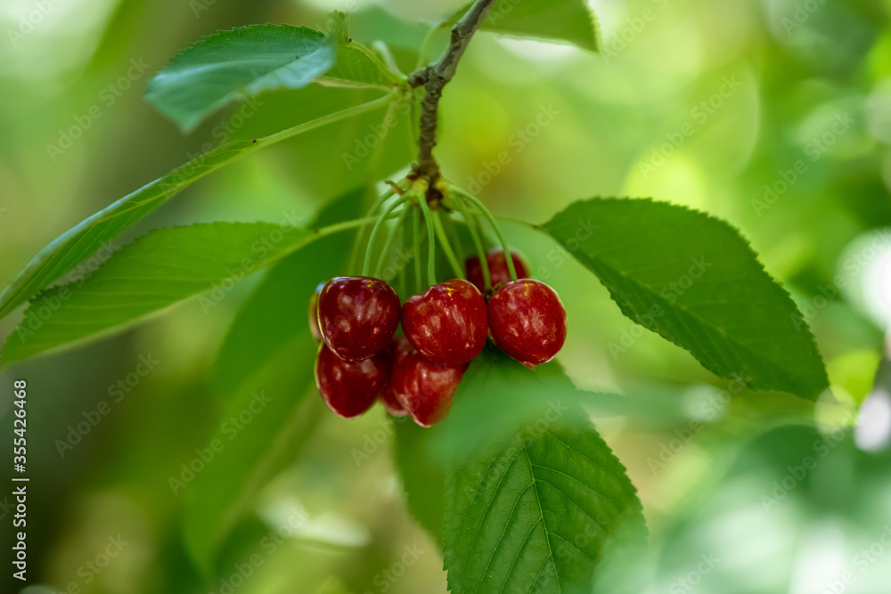Obraz premium Bunch of ripe cherries on a blurry background of a cherry branch in the early morning in the garden. Selective focus. 