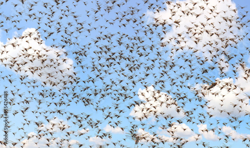 Migratory locust swarm. Locusta migratoria. Acrididae. Oedipodinae. Agriculture and pest control  photo