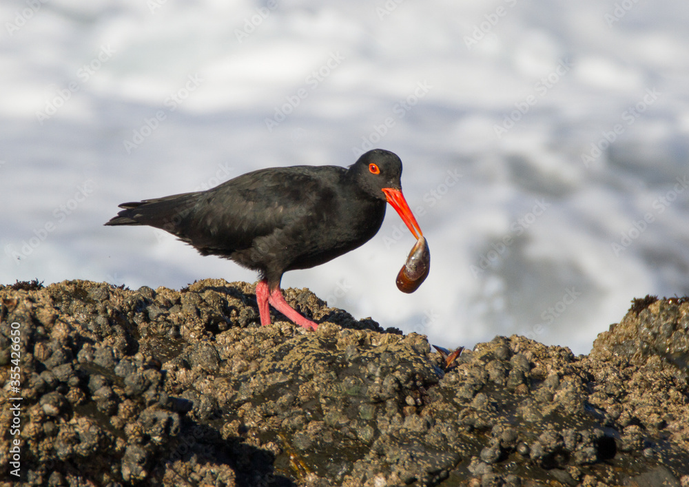 African Oystercatcher on the shores of Jefferey's Bay, South Africa