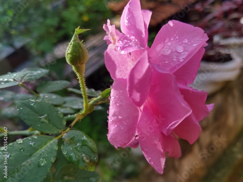 pink flower in rain