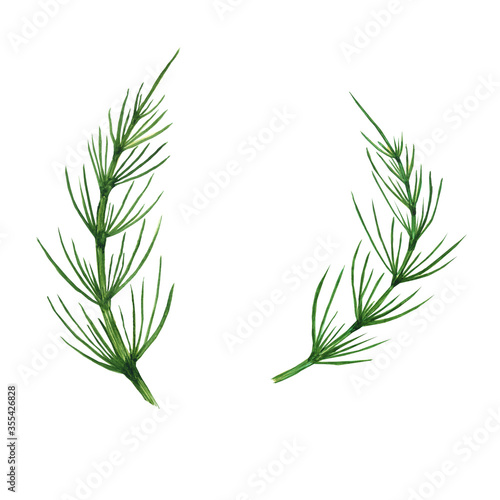 Horsetail field isolated on white background. Watercolor hand drawn illustration Equisetum. Perfect for medical and cosmetic herb design.