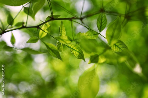 Sunlight shining through lush green leaves in the garden