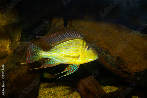 Aquarium fish.. Geophagus altifrons is a freshwater eartheater cichlid fish native to the Amazon River Basin, Brazil photo