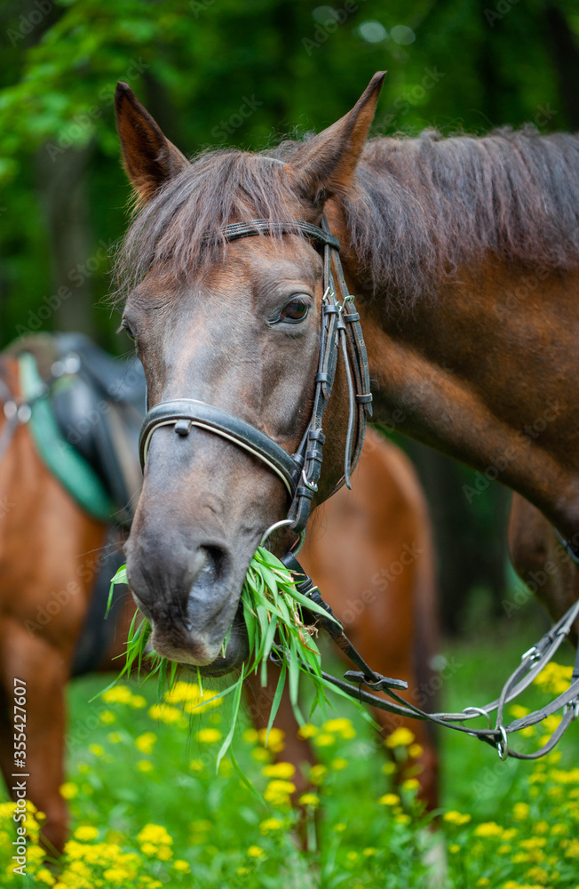 Obraz premium Beautiful brown horse chews green grass