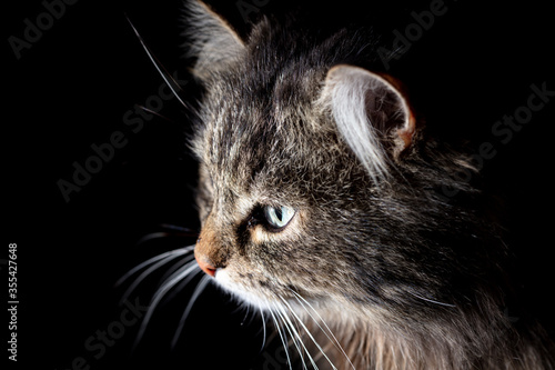 Portrait of a cat on a black