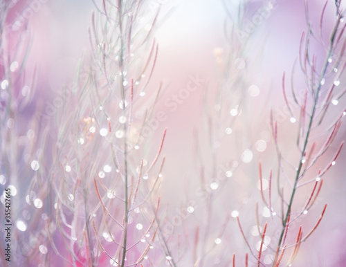 Magical art photo of plants in sparkling dew. gentle tones, soft selective focus.