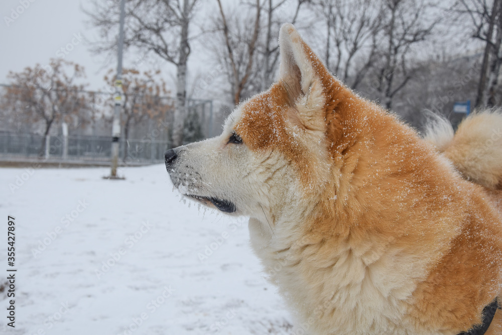 Beautiful akita inu profile portrait japanese dog in snow
