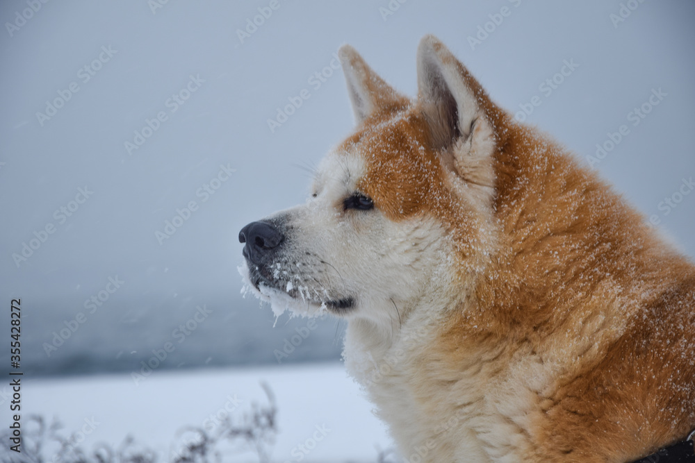 Beautiful akita inu male portrait covered in snow