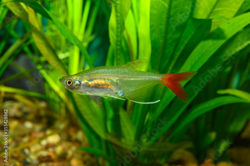 Aquarium fish. The glass bloodfin tetra, Prionobrama filigera, is a species of Characid fish native to the Amazon River basin of South America.