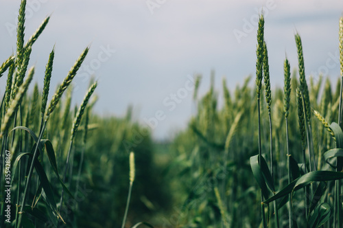 trail on a field of green wheat