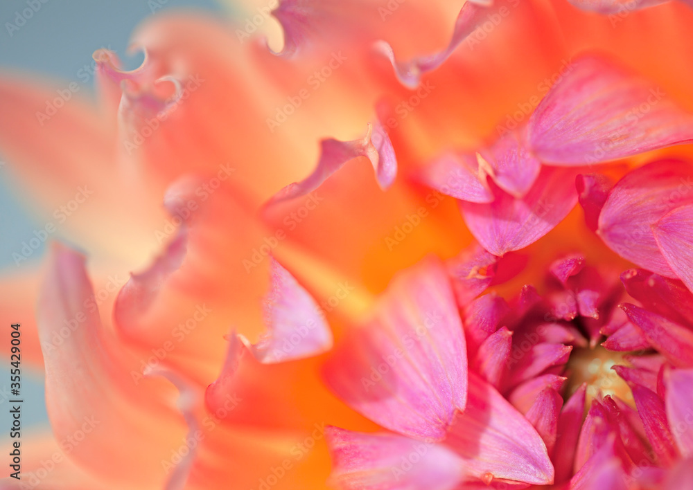 Obraz premium Beautiful pink and orange Chrysanthemum flower petals opening up and in soft focus