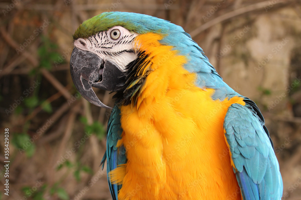 Obraz premium blue-and-yellow macaw in valletta (malta)