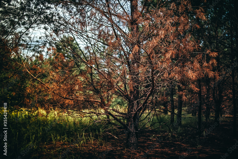 Withering pine with red needles on a background of a light glade Withering pine with red needles on a background of a light glade