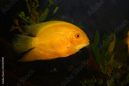 Heros severus (previously known as Cichlasoma severum), is a species of tropical freshwater cichlid native to the upper Orinoco and upper Rio Negro basins in South America. photo