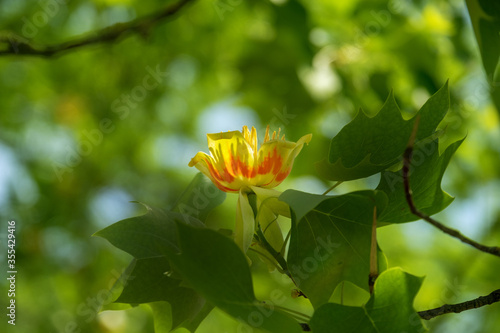 Golden flower blossom of the liriodendron, or Tulip tree (lat. Liriodendron) of the Magnolia family (lat. Magnoliaceae) in backlight Germany, Europe, copy space photo