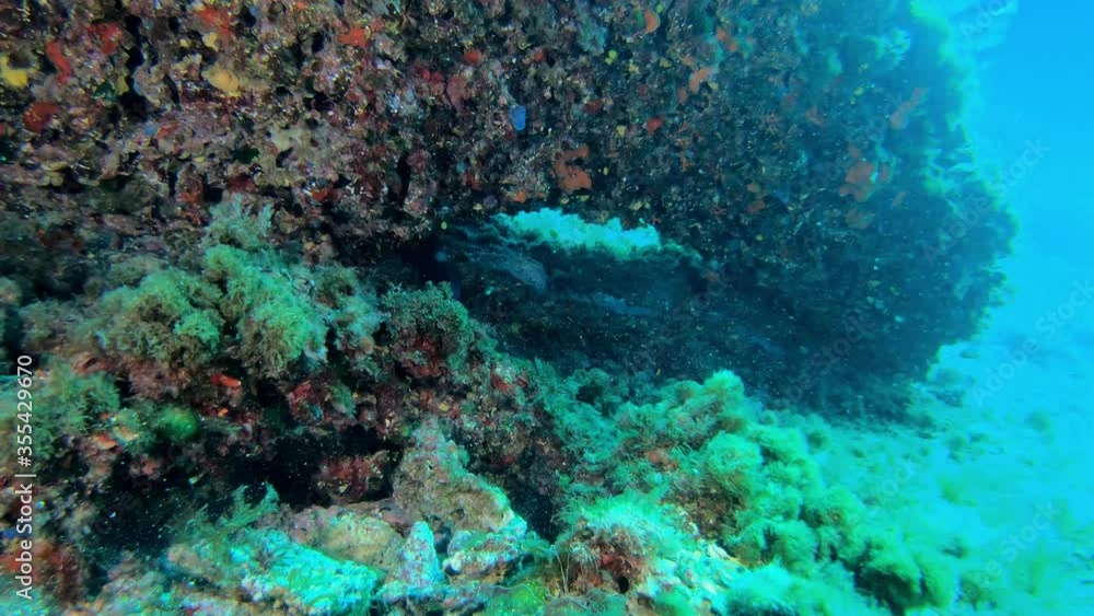 Wildlife undersea - Moray eel swimming in a reef - Scuba diving in Majorca Spain Wildlife undersea - Moray eel swimming in a reef - Scuba diving in Majorca Spain