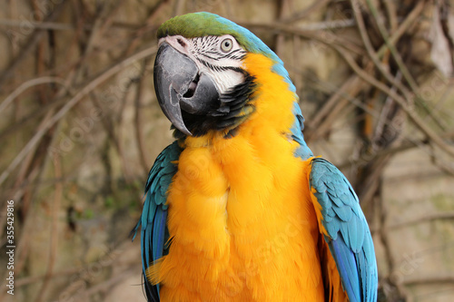 blue-and-yellow macaw in valletta (malta)