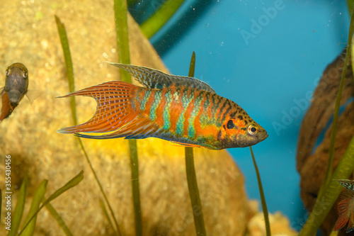 The paradise fish, paradise-fish, paradisefish, or paradise gourami (Macropodus opercularis). photo