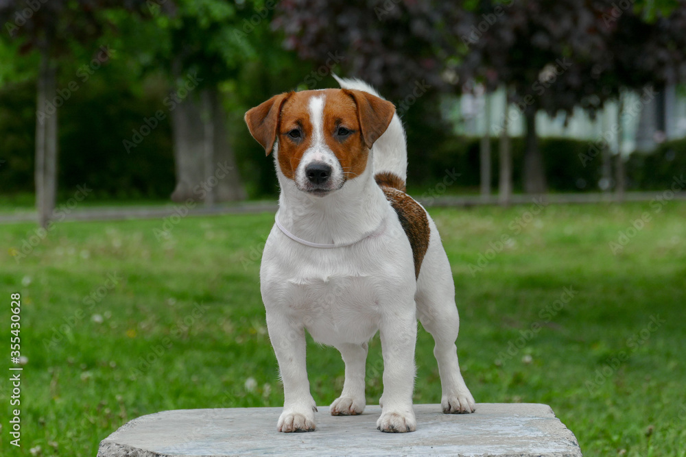 Pretty Jack russel terrier looking to camera, close up portrait. Pretty Jack russel terrier looking to camera, close up portrait.