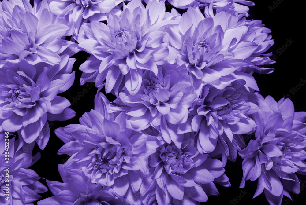 Beautiful of Chrysanthemum blue flowers as background. Close up of blue chrisantemum flowers Beautiful of Chrysanthemum blue flowers as background. Close up of blue chrisantemum flowers