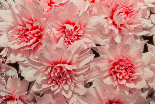 Beautiful of Chrysanthemum pink flowers as background. Close up of pink chrisantemum flowers
