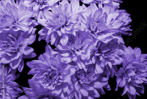 Beautiful of Chrysanthemum blue flowers as background. Close up  of blue chrisantemum flowers