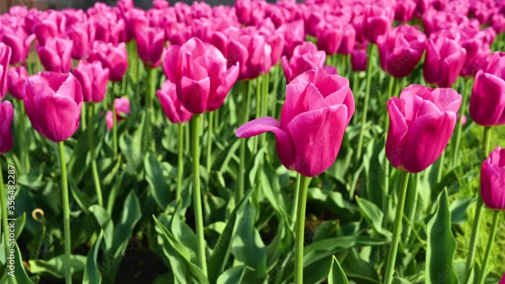 Blooming pink tulips in the sun. Beautiful with tulips. Blooming pink tulips in the sun. Beautiful with tulips.