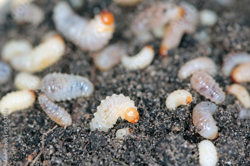 Larvae of Otiorhynchus (sometimes Otiorrhynchus) on soil. Many of them e.i. black vine weevil (O. sulcatus) or strawberry root weevil (O. ovatus) are important pest of plants.