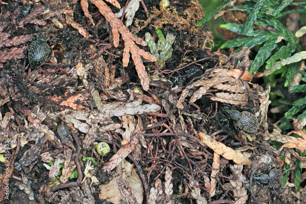 Beetle of Otiorhynchus (sometimes Otiorrhynchus) on conifers. Many of them e.i. black vine weevil (O. sulcatus) or strawberry root weevil (O. ovatus) are important pests.