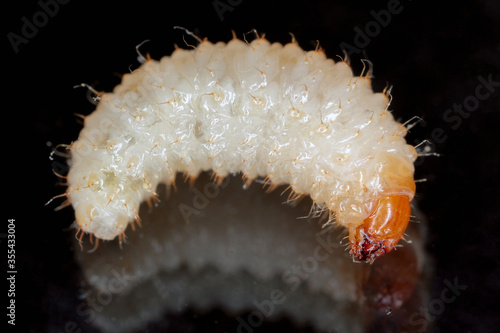 Larvae of Otiorhynchus (sometimes Otiorrhynchus) on soil. Many of them e.i. black vine weevil (O. sulcatus) or strawberry root weevil (O. ovatus) are important pest of plants. photo