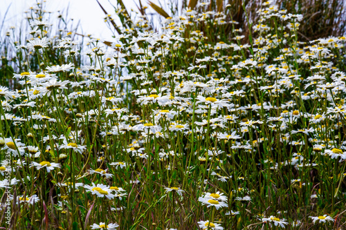 patch of lovely white ox eye daisies