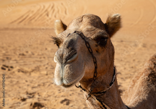 Portrait of a dromedary camel in Oman s Wahiba Sands desert featuring long eye lashes