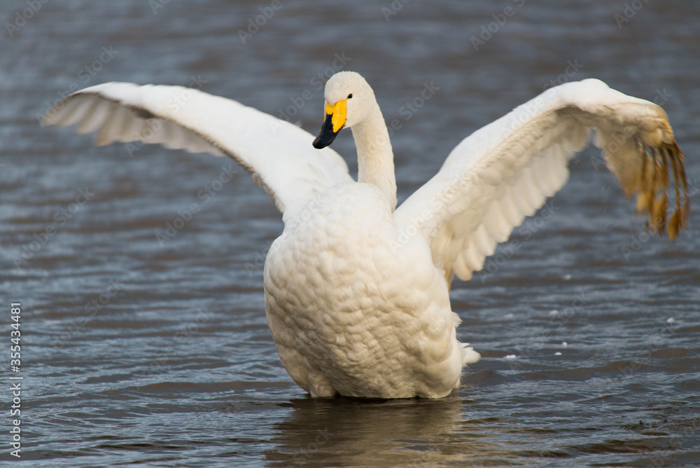 Fototapeta premium 羽を広げた白鳥