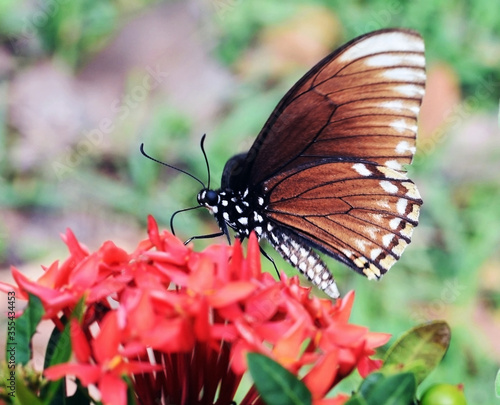 monarch butterfly on flower