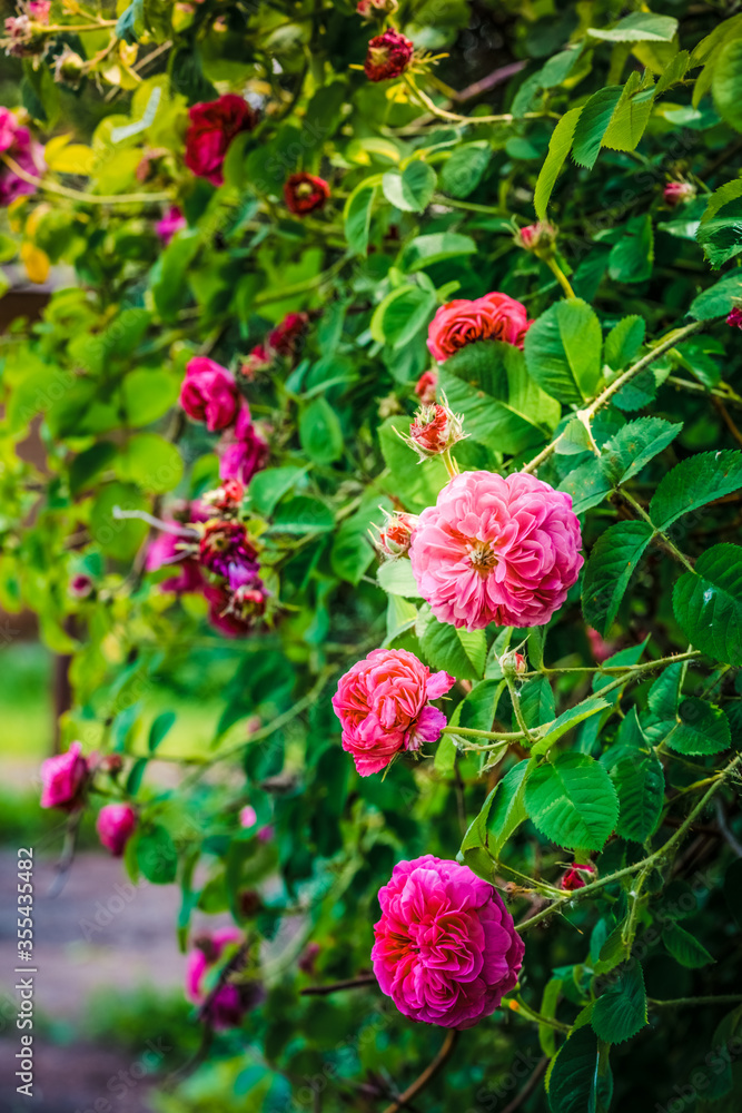 Centifolia roses in the garden