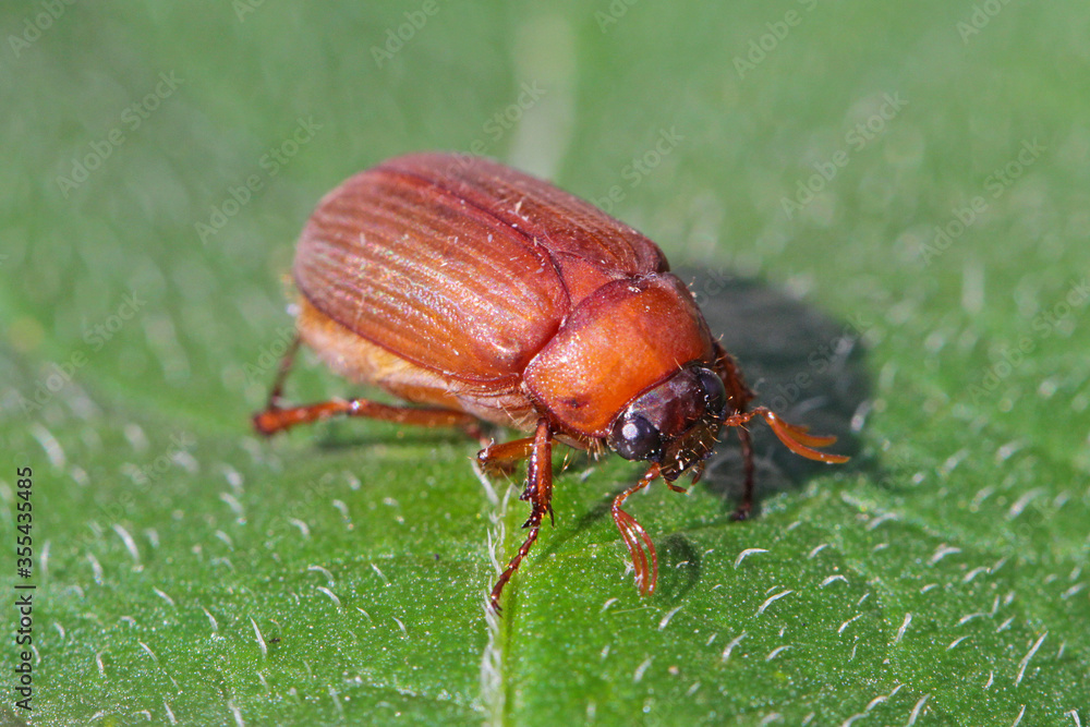 Fototapeta premium Brown chafer Serica brunnea on leaf.