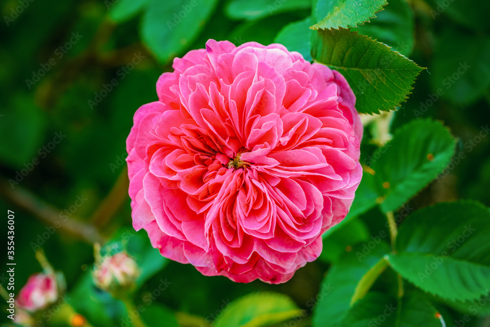 Centifolia roses in the garden