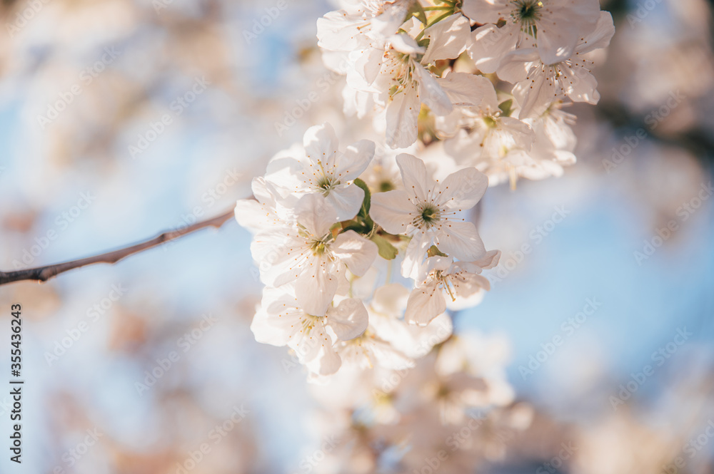 Beautiful blossoming tree on spring season. Close-up photo with great golden hour light. Beautiful blossoming tree on spring season. Close-up photo with great golden hour light.