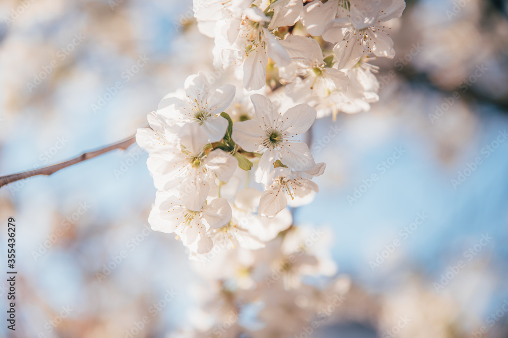Beautiful blossoming tree on spring season. Close-up photo with great golden hour light. Beautiful blossoming tree on spring season. Close-up photo with great golden hour light.