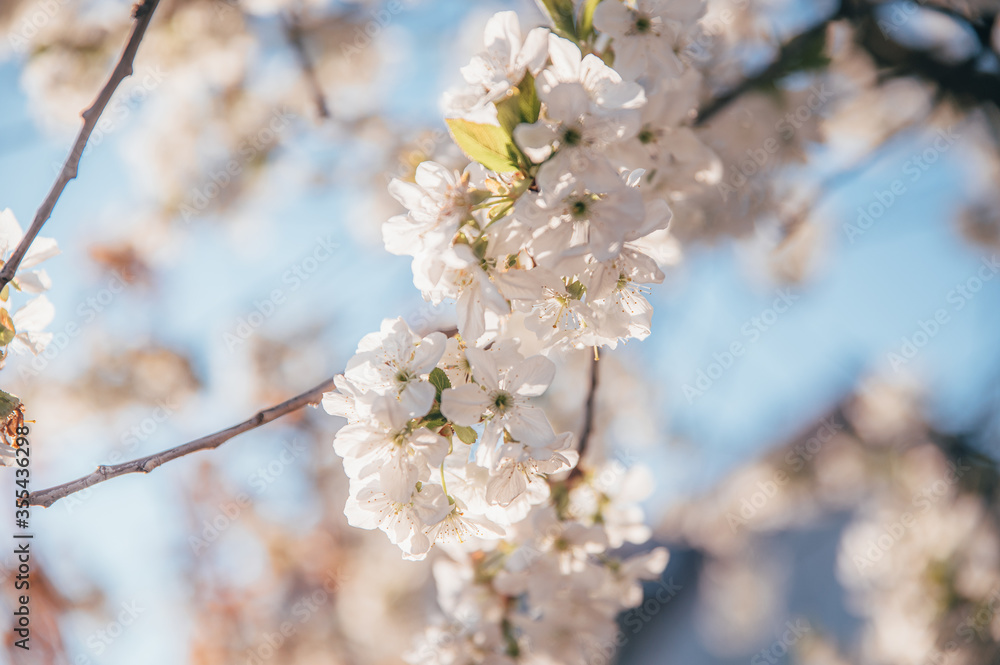 Beautiful blossoming tree on spring season. Close-up photo with great golden hour light.