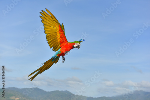 Macaw Scarlet Spreading wings flying in the blue sky © Sanit
