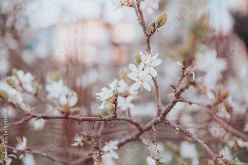 Fototapeta Naklejka Na Ścianę i Meble -  Beautiful blossoming tree on spring season. Close-up photo with great golden hour light.