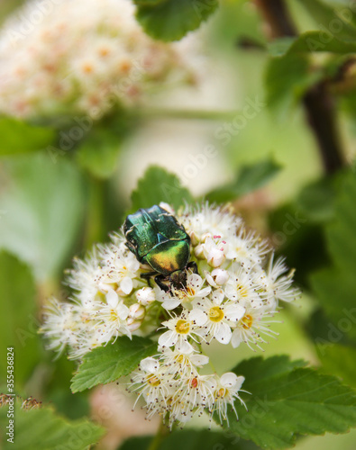  Flower chafer on white blooming tree