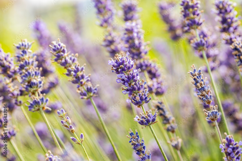 Naklejka premium A field of Lavandula angustifolia “Hidcote Blue”. It's also known as lavender, true lavender, English lavender or garden lavender.
