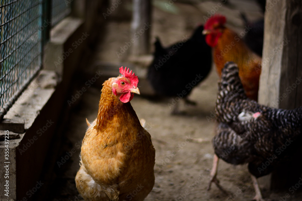 Young brown hen posing. Slovak village farm with domestic animals.
