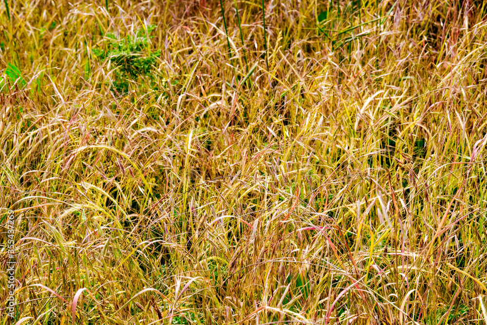 Patch of gold and red topped swtichgrass