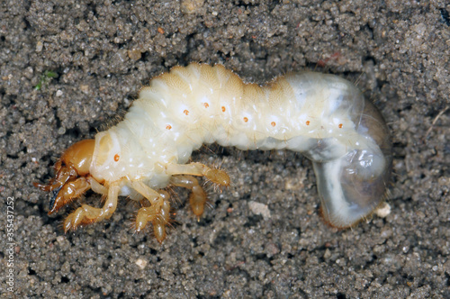 The larva of the May beetle Common Cockchafer or May Bug  Melolontha melolontha .