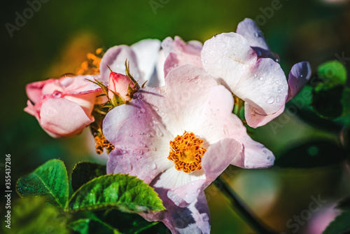 Macro photo of Cherokee rose (rosa laevigata) photo