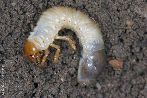 The larva of the May beetle Common Cockchafer or May Bug  Melolontha melolontha .