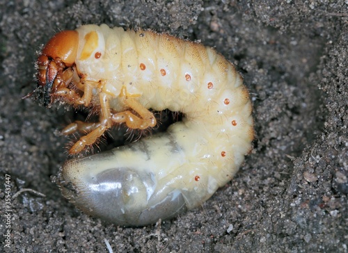 The larva of the May beetle Common Cockchafer or May Bug  Melolontha melolontha .